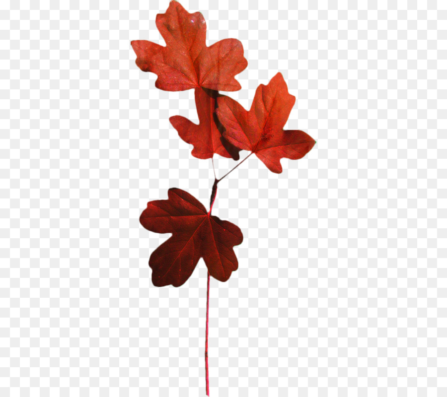 Maple Leaf，Planta De Haste PNG