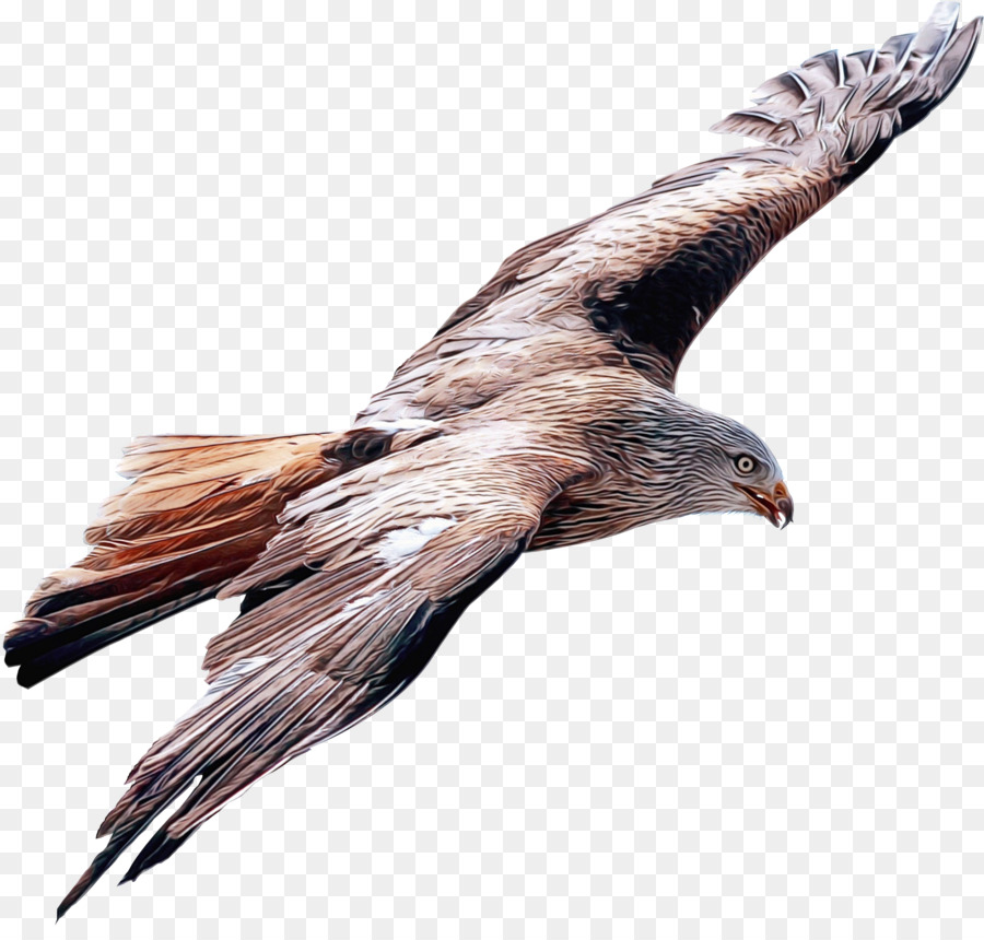 águia Careca，Aves PNG