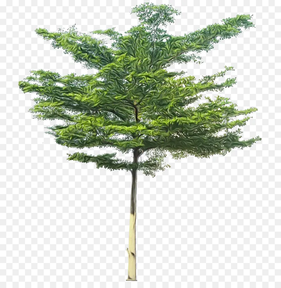 Enfeitar，Pine PNG