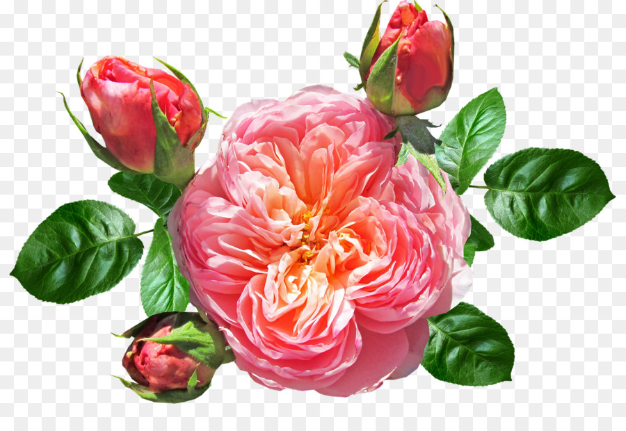 Flor Rosa，Florescer PNG