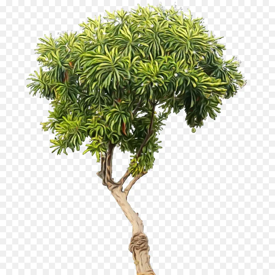 árvore，Chinês Doce De Ameixa PNG