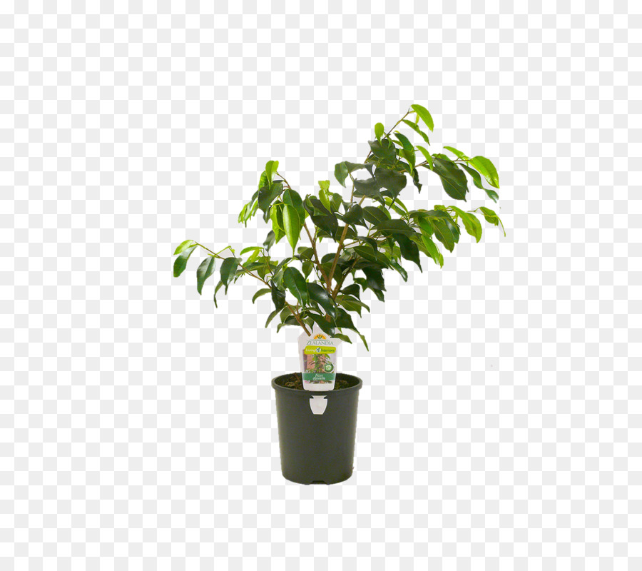 Flowerpot，Chorando Fig PNG