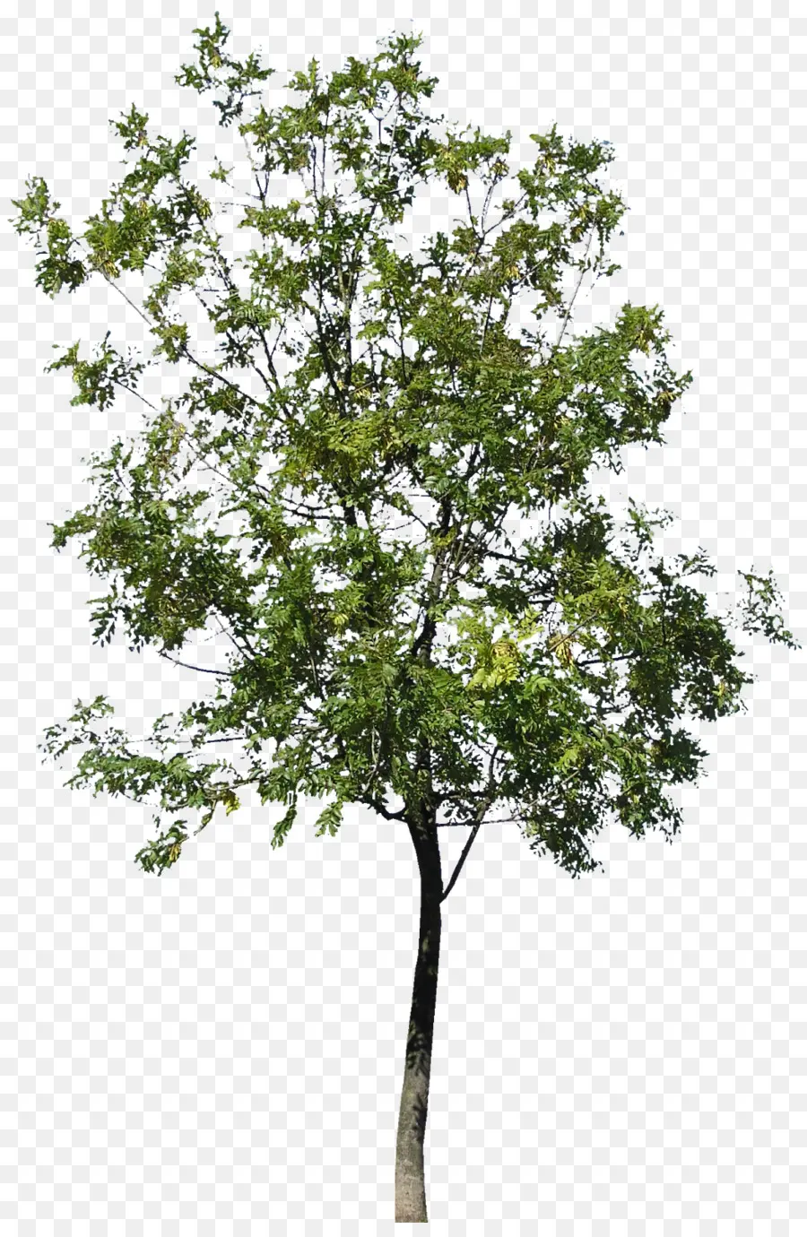 árvore，Comércio Especializado De Palmers PNG