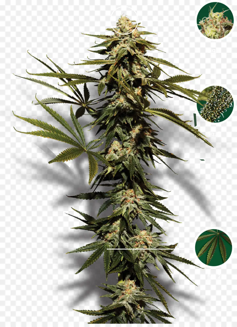 Planta De Cannabis，Folhas PNG