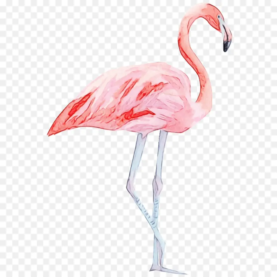 Flamingo，O Flamingo PNG