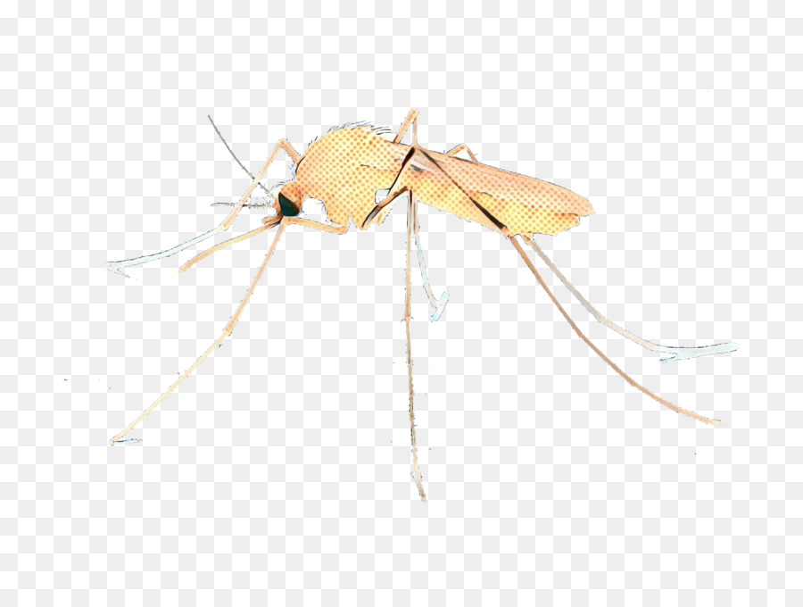 Mosquito Amarelo，Erro PNG