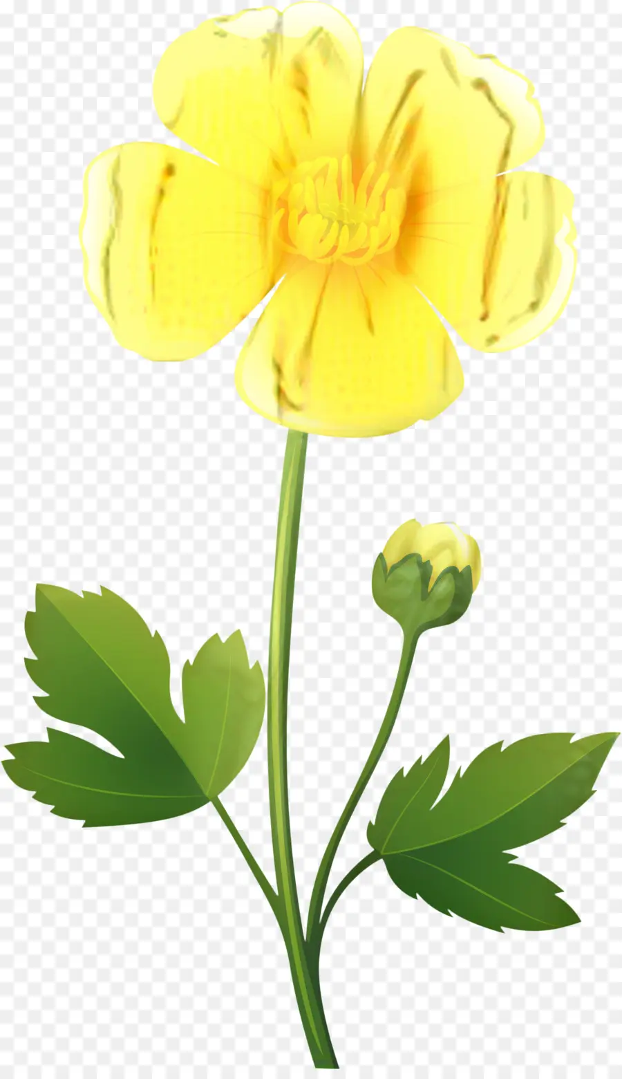 Flor，Persa Docinho PNG