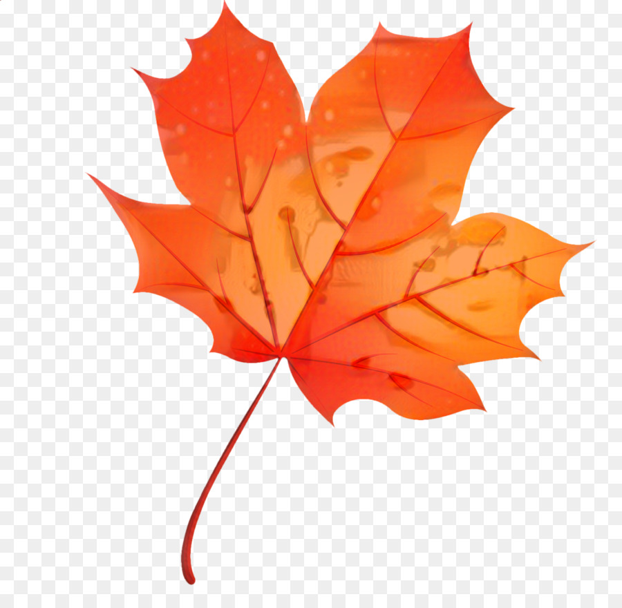 Maple Leaf，Folha PNG