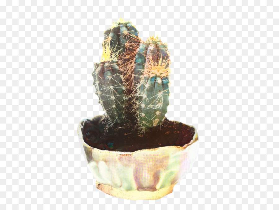 Cactus，Echinocereus PNG