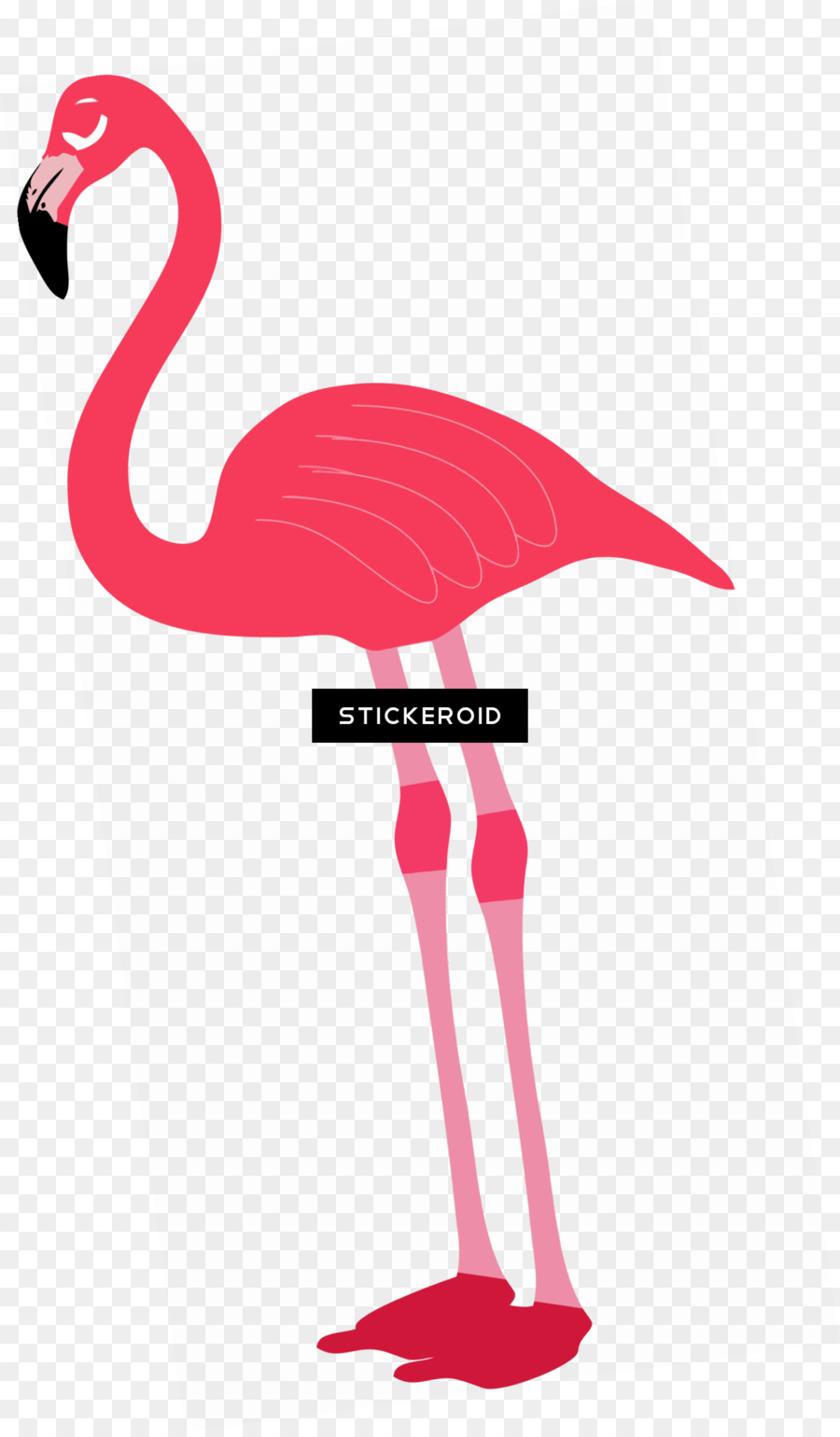 Flamingo，O Flamingo PNG