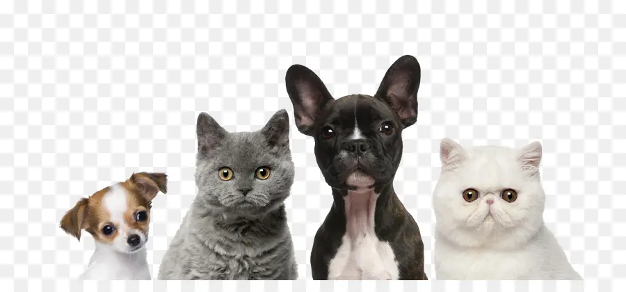 Gato，Cachorro PNG