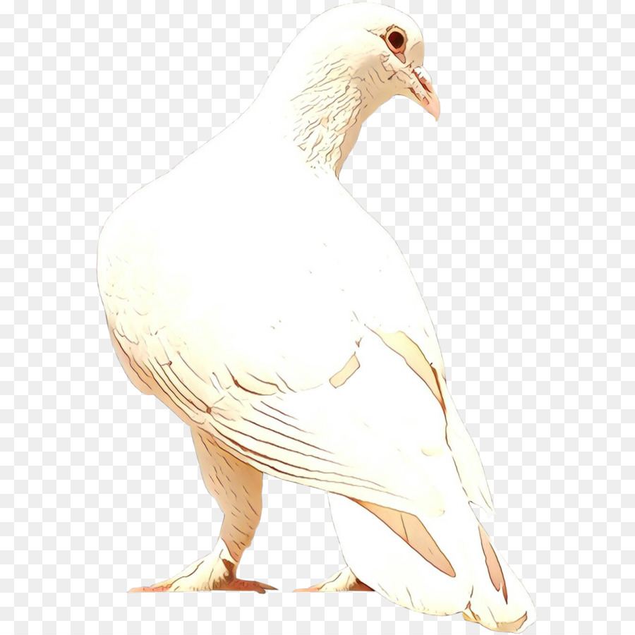 Bico，Cisnes PNG