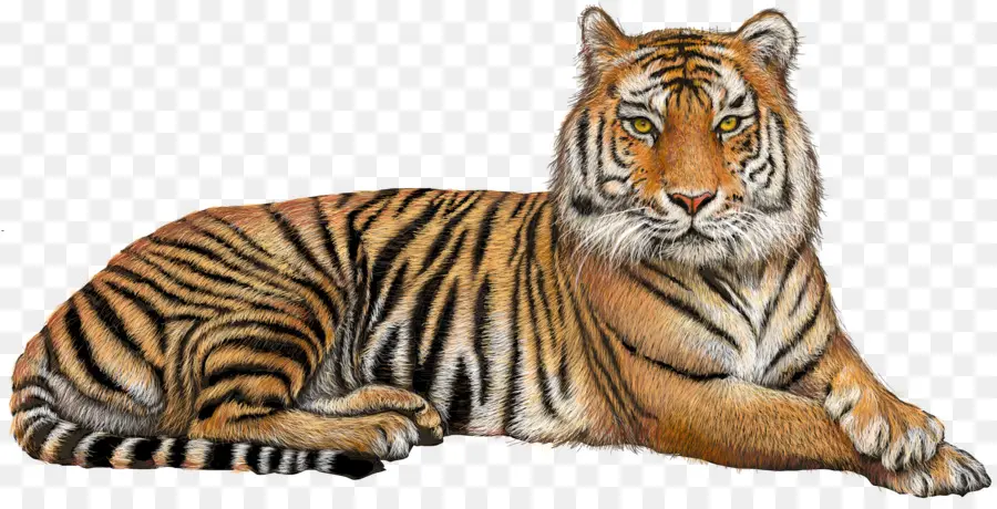 Tigre Branco，Tigre De Bengala PNG