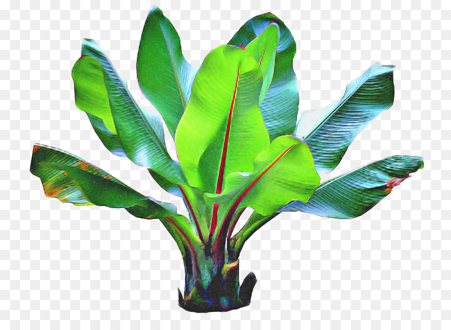 Barringtonia Asiatica，Trópicos PNG