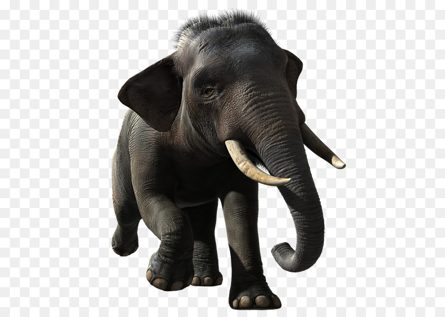 Elefante，Mamífero PNG