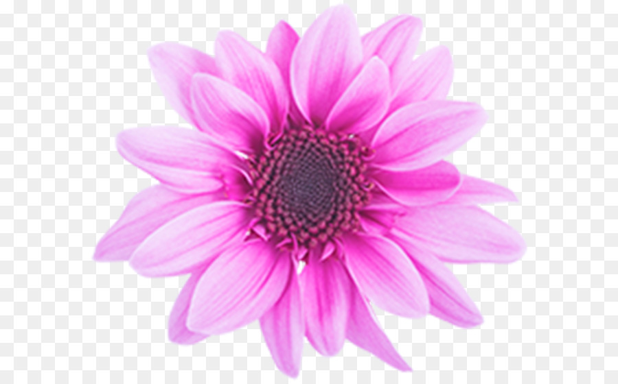 Crisântemo，Transvaal Daisy PNG