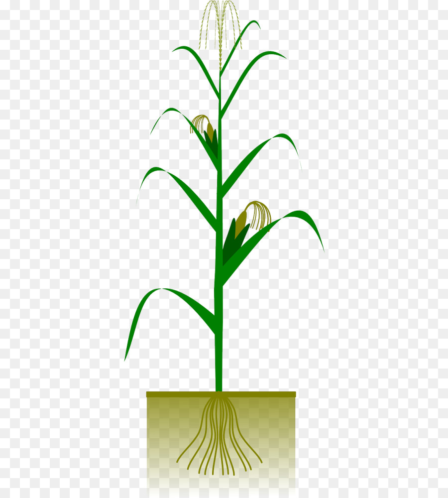 Planta De Milho，Cortar PNG