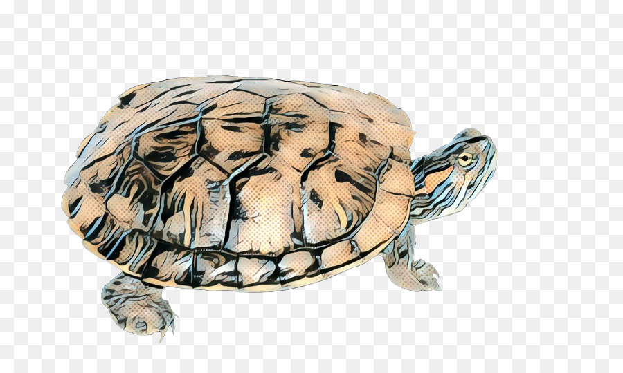 Caixa De Tartarugas，Turtle PNG