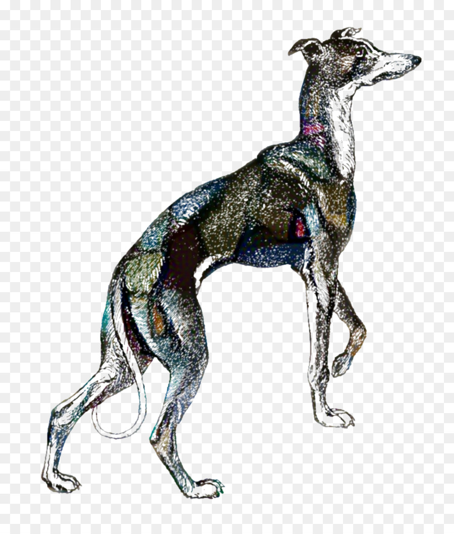 Italian Greyhound，Organização Não Governamental PNG