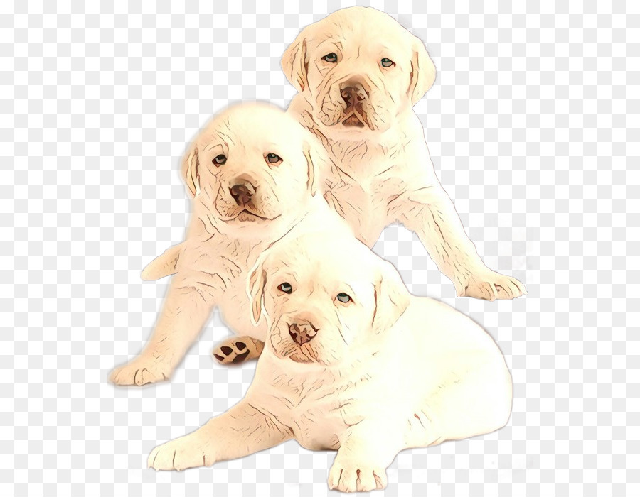 Labrador Retriever，Filhote De Cachorro PNG