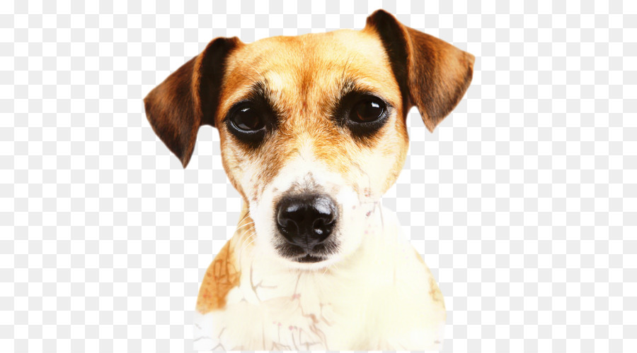 Jack Russell Terrier，Pug PNG