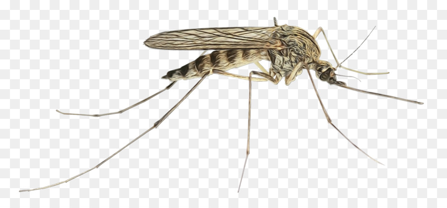 Mosquito，Culex Pipiens PNG