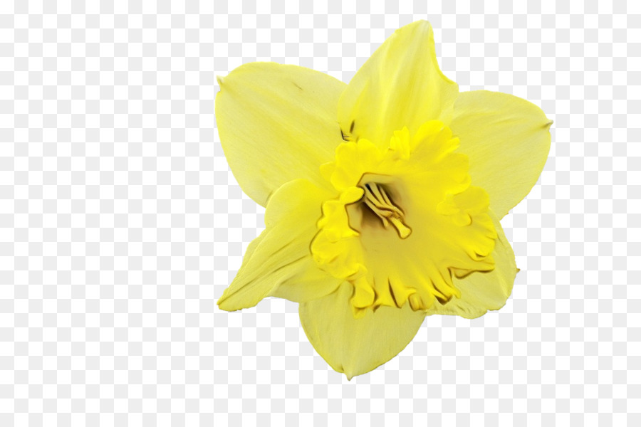 Narcissus，Amarelo PNG