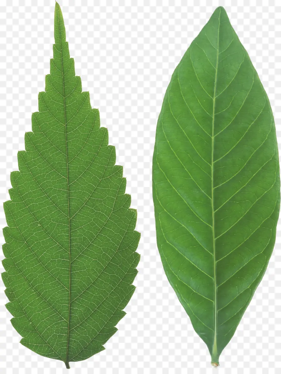 Japonês Zelkova，Folha PNG