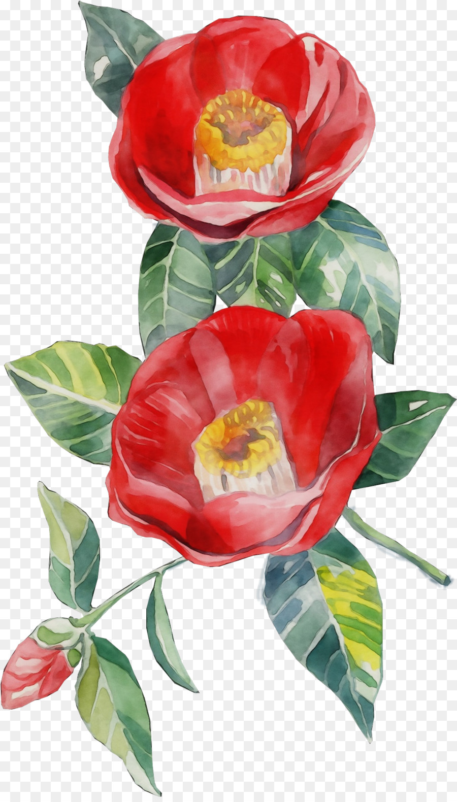 Flor Vermelha，Botânica PNG