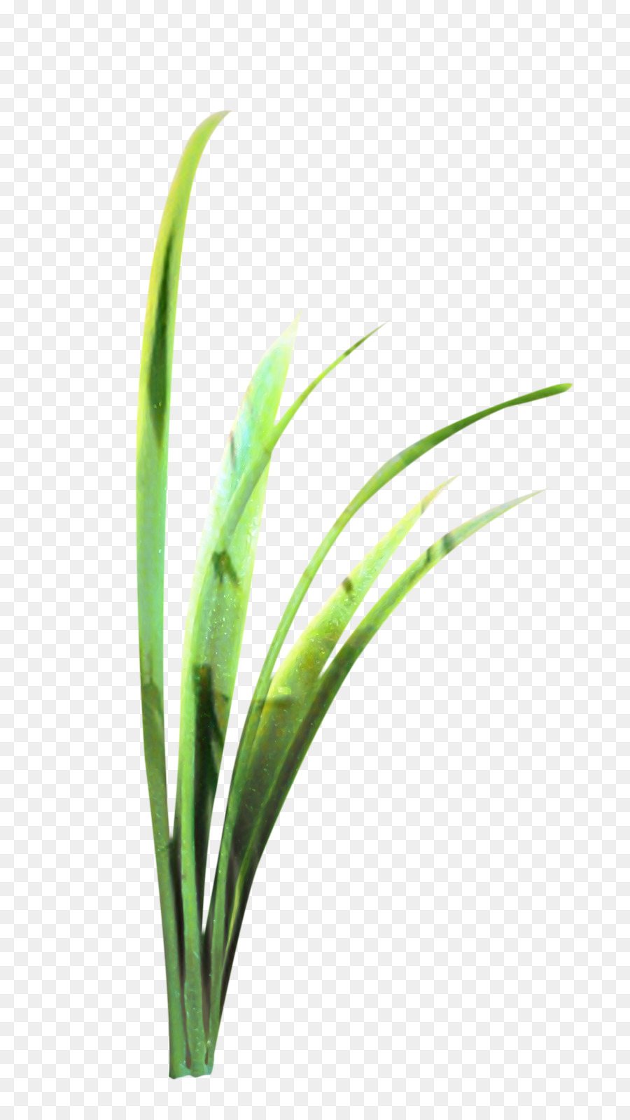 Sweet Grass，Planta De Haste PNG