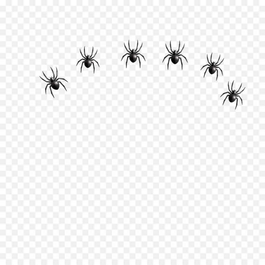 Aranhas，Aracnídeo PNG