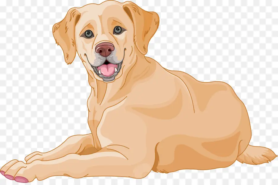 Labrador Retriever，Retriever PNG