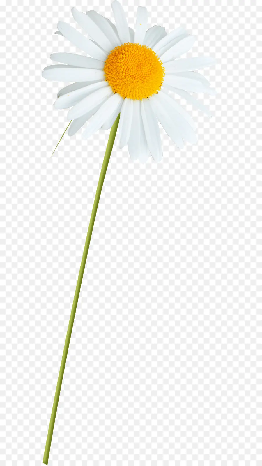 Comum Daisy，Oxeye Daisy PNG