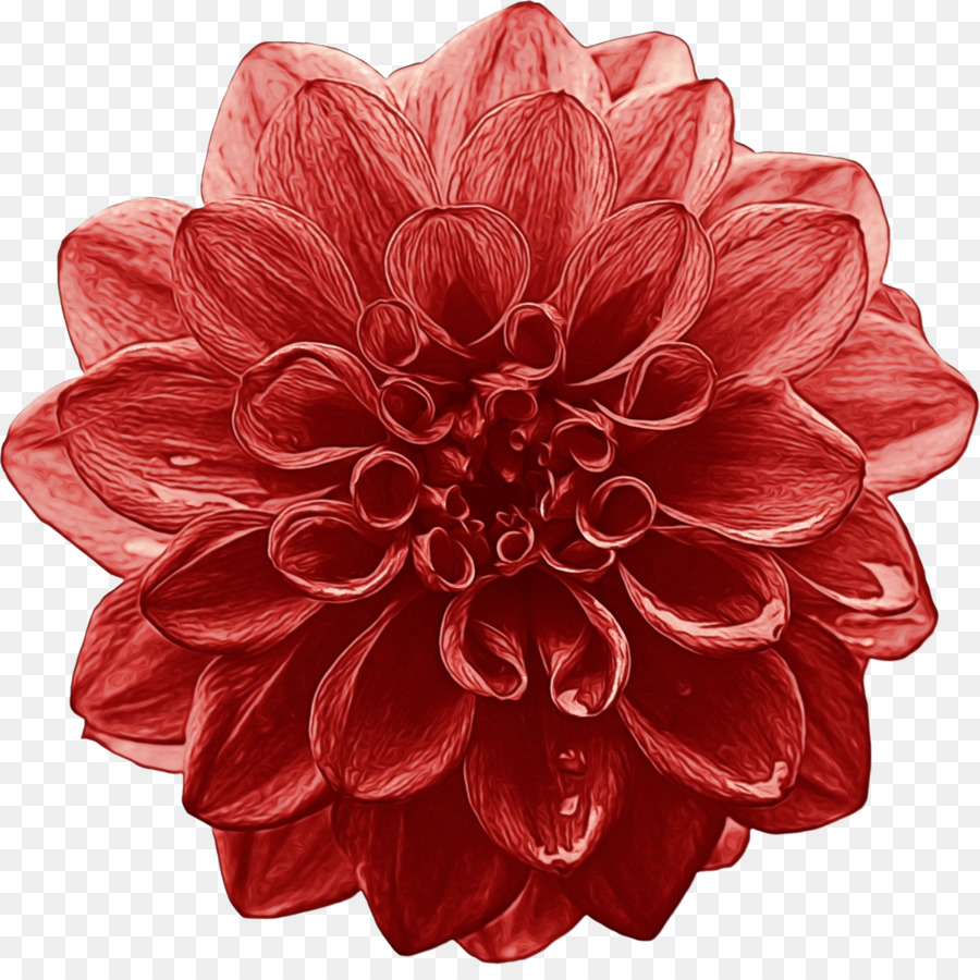 Dahlia，Flor PNG