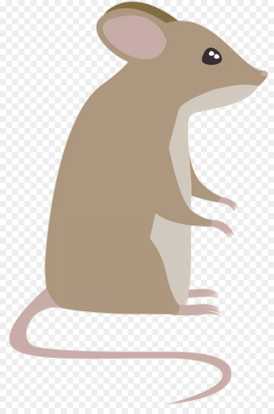 Rato Cinzento，Bonitinho PNG