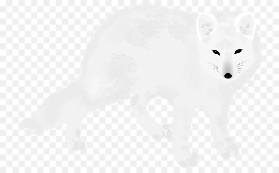 Raposa Do ártico，Raposa Vermelha PNG