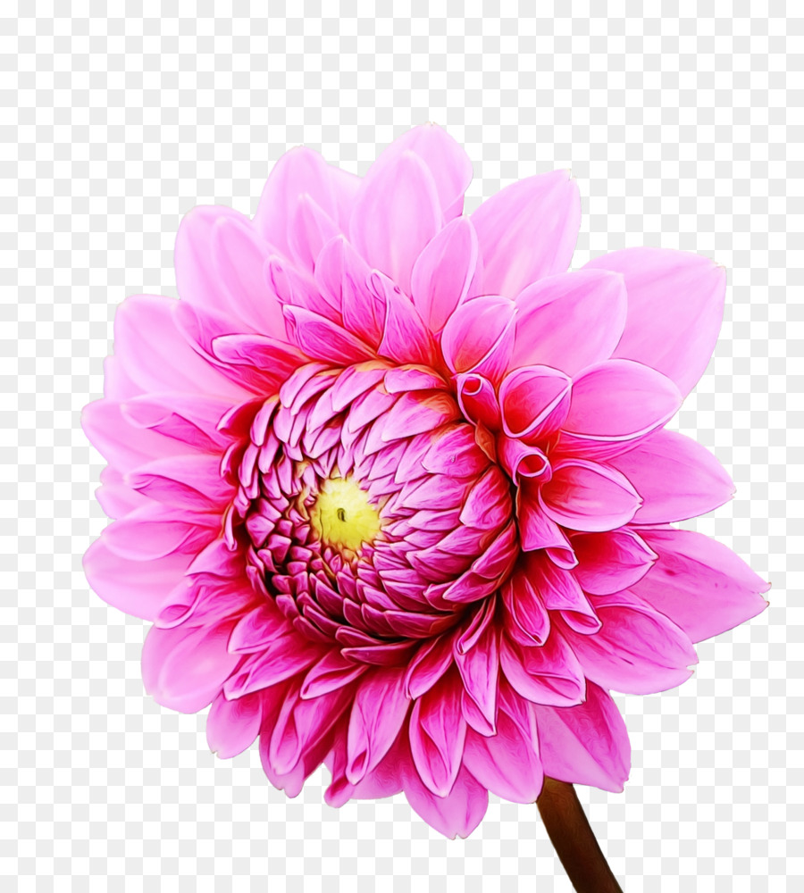 Flor Rosa，Florescer PNG