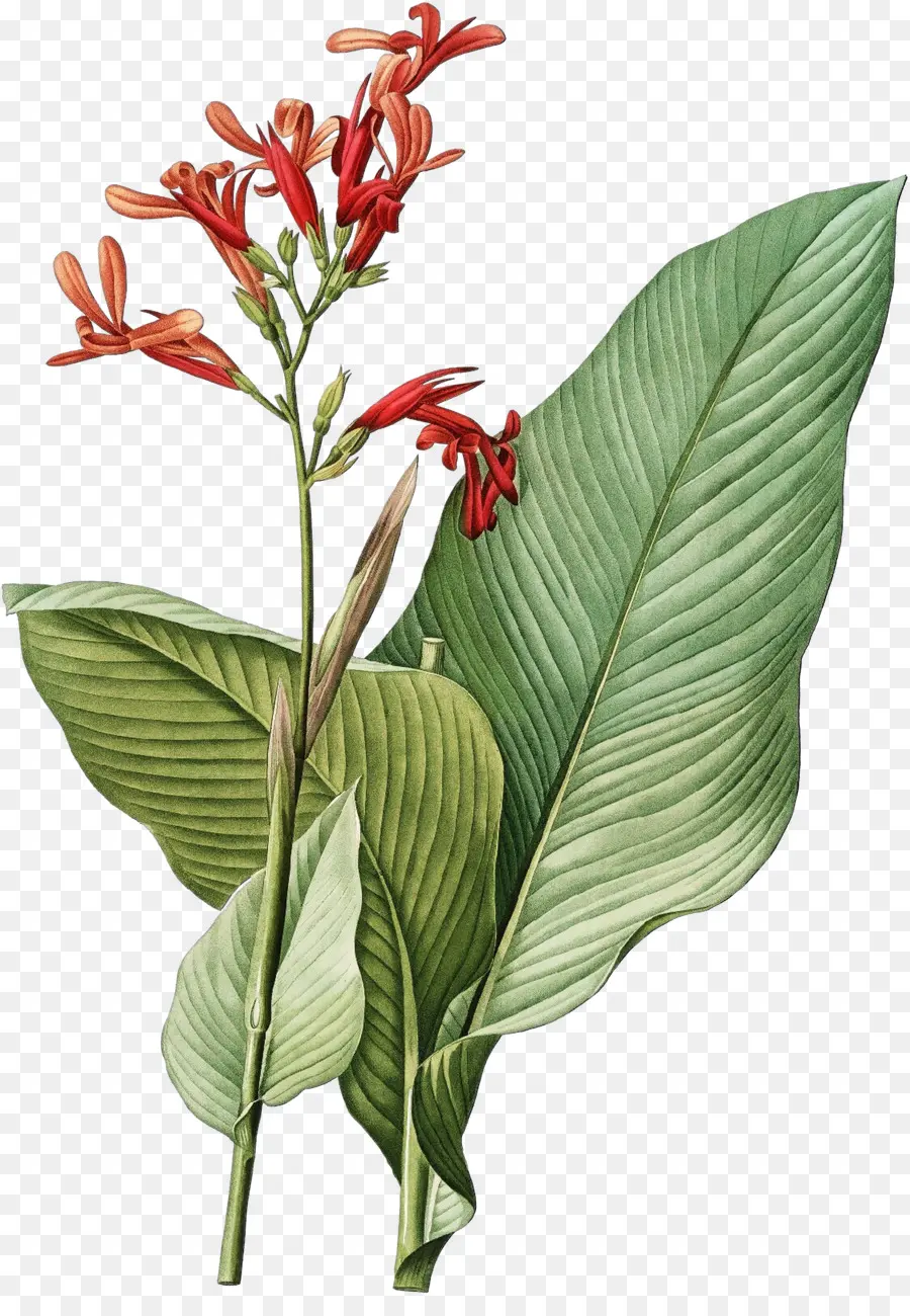 Botânico Ilustração，Botânica PNG