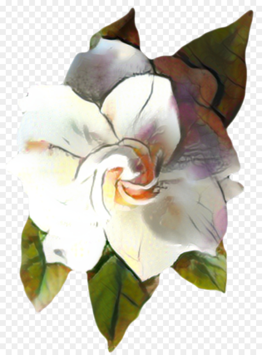 Magnolia，Pintura PNG