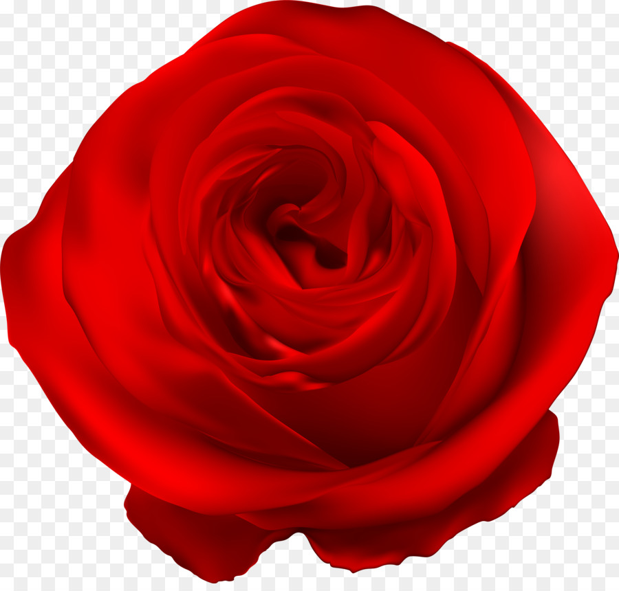 Rosa Vermelha，Florescer PNG