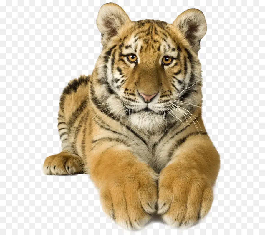 Tigre De Bengala，Tigre Branco PNG