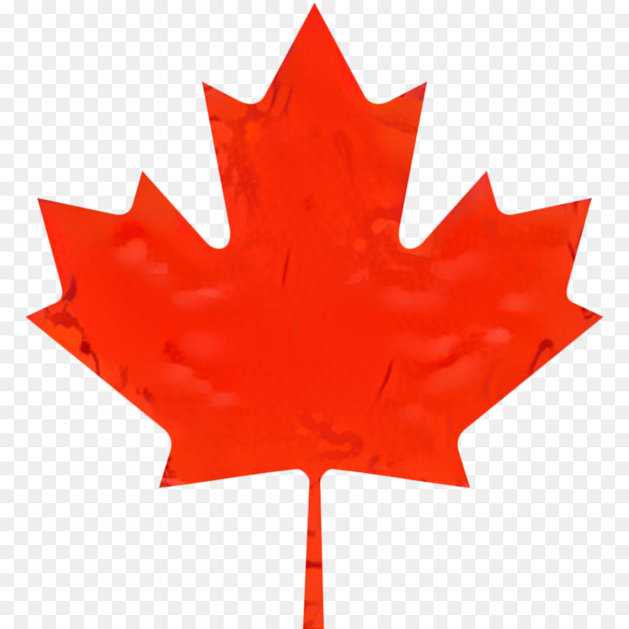 Maple Leaf，Tshirt PNG