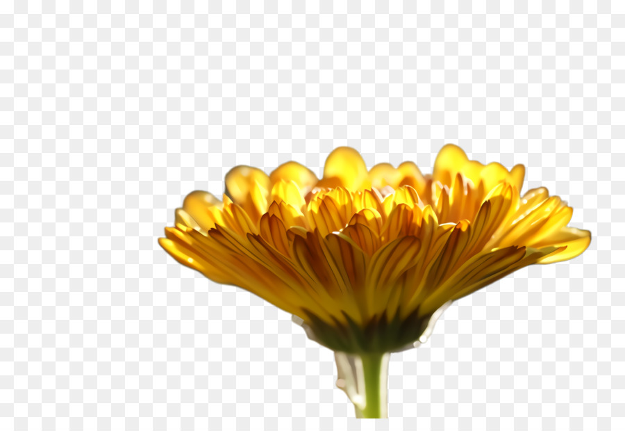 Dente De Leão，Transvaal Daisy PNG