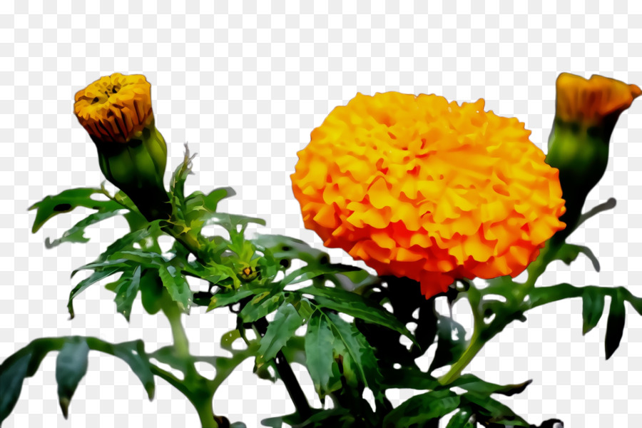 Flores De Calêndula，Laranja PNG