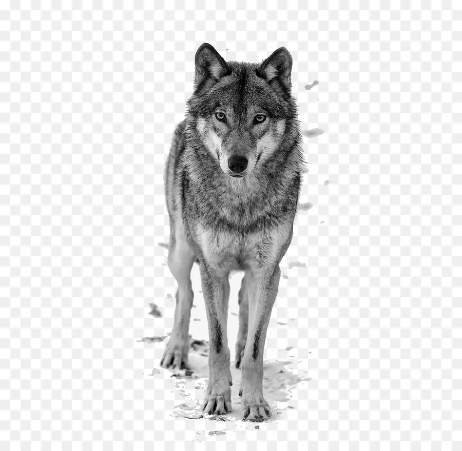 Lobo Negro，Arctic Wolf PNG