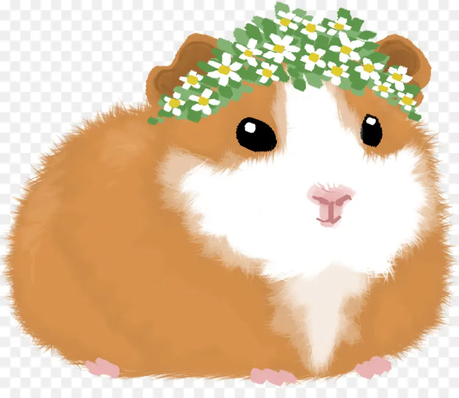 Hamster，Porco PNG