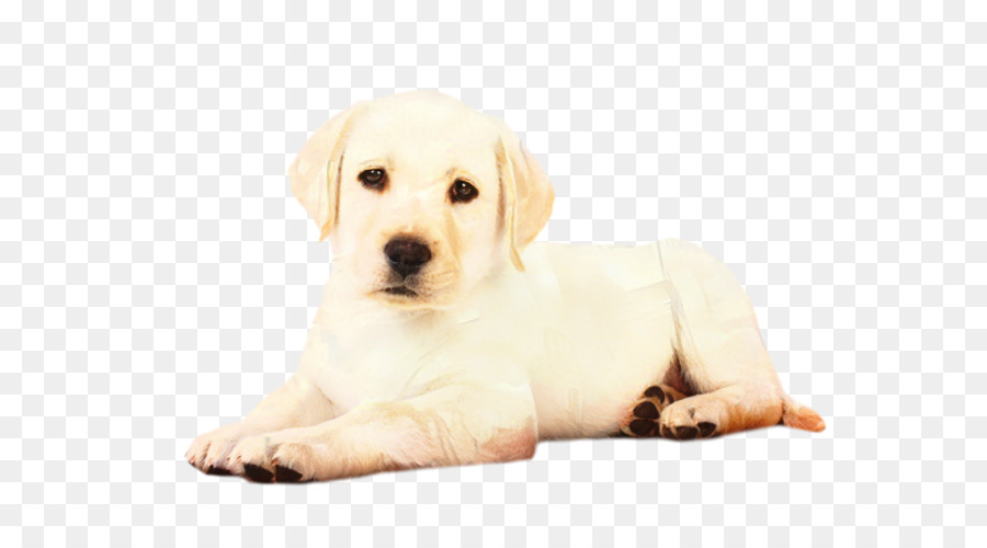 Labrador Retriever，Golden Retriever PNG