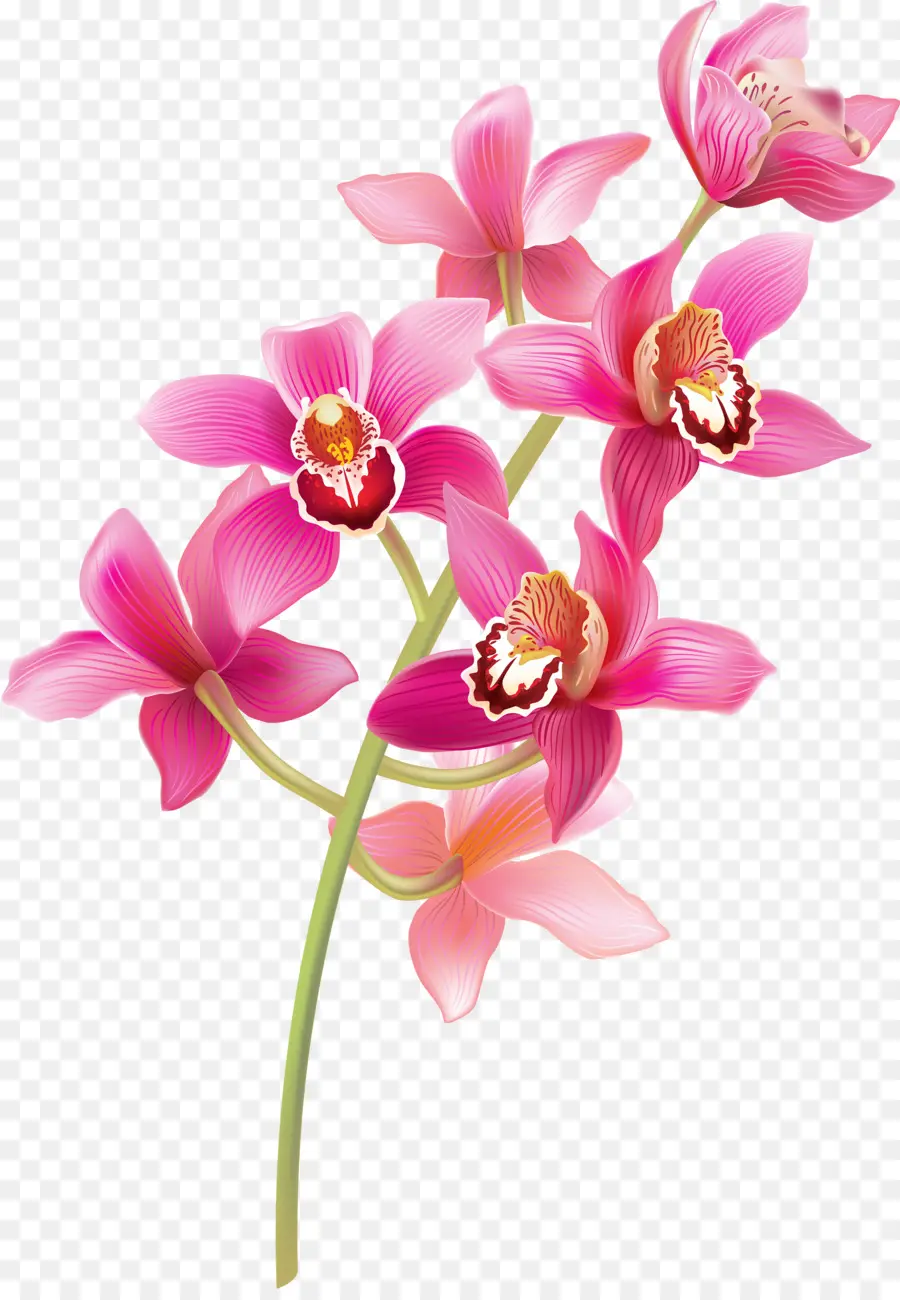 Orquídeas，Cor De Rosa PNG