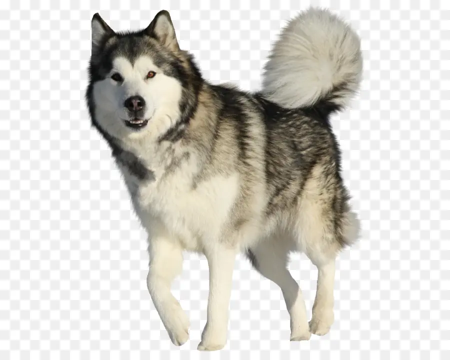 Alaskan Malamute，Husky Siberiano PNG