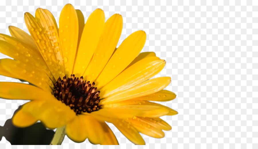 Daisy Família，Crisântemo PNG